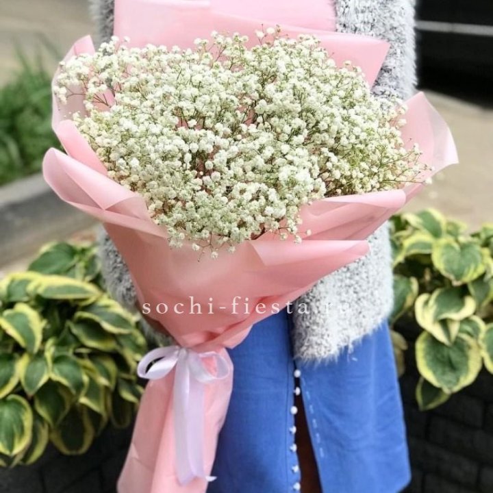 Белоснежные гипсофилы в Новороссийске