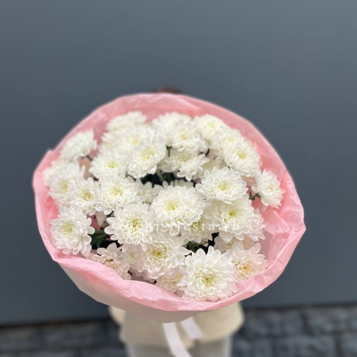  5 хризантем  в Новороссийске