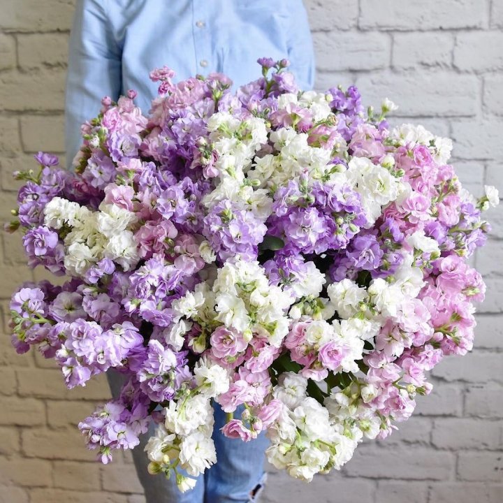 Облако маттиол в Новороссийске