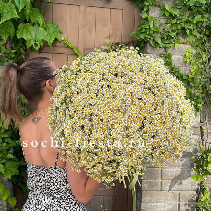 101 ромашка в Новороссийске