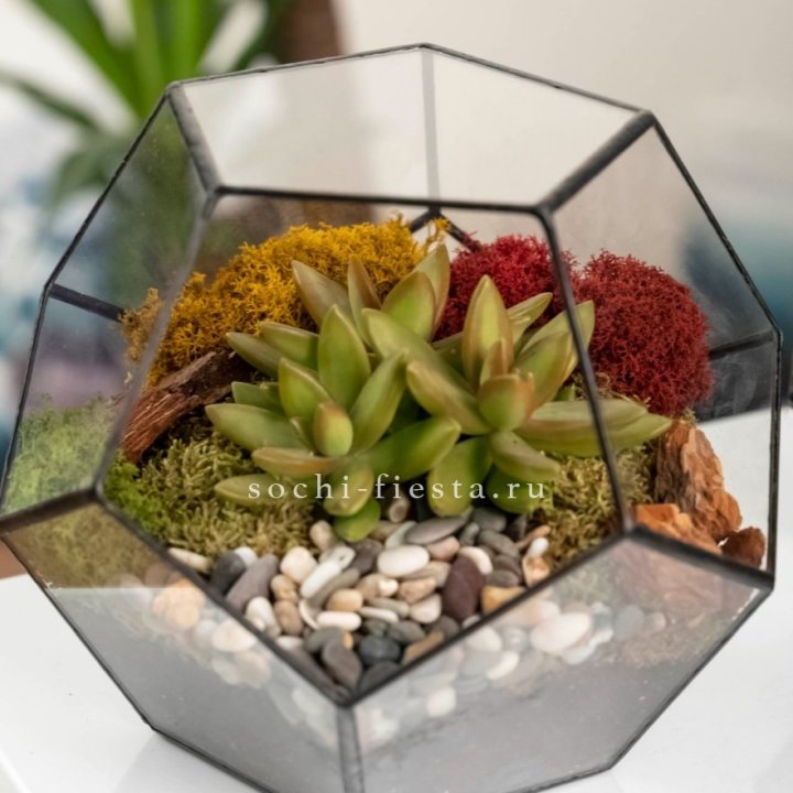 Флорариум “Додекаэдр” с суккулентом Седум в Новороссийске