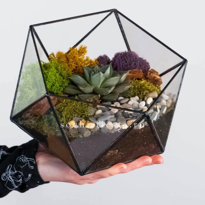 Флорариум “Икосаэдр” с суккулентом Каменная Роза в Новороссийске