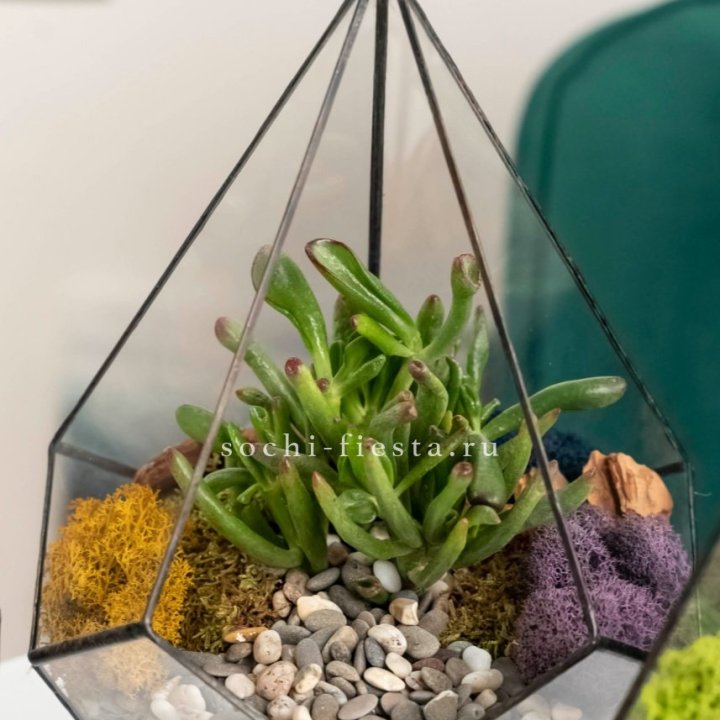 Флорариум “Капля” с суккулентом Крассула Хоббит в Новороссийске