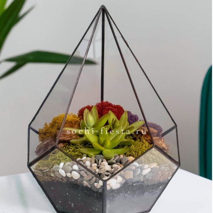 Флорариум Капля с суккулентом в Новороссийске