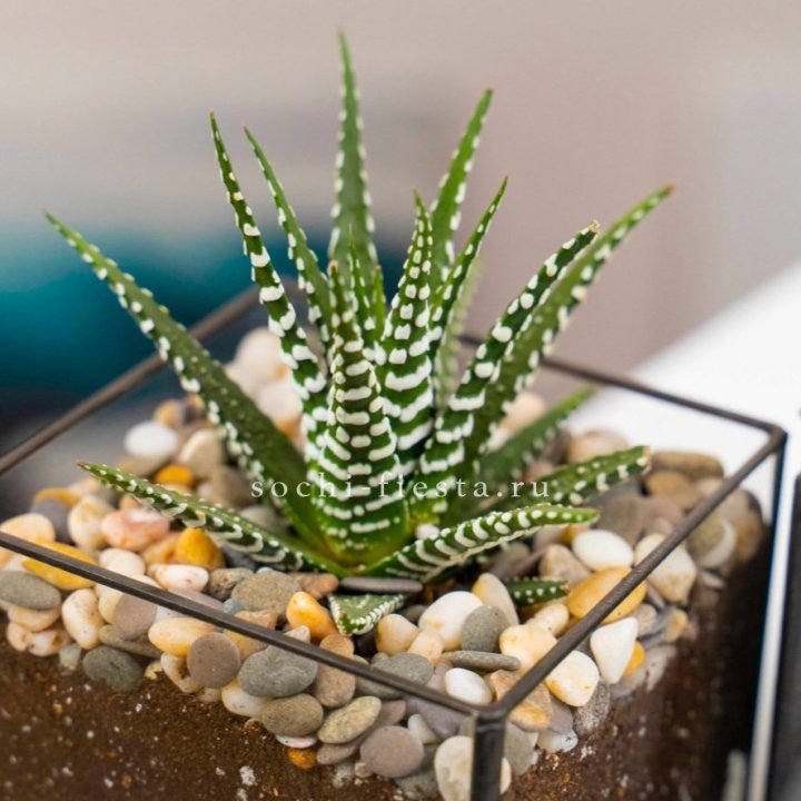 Флорариум Кубик с суккулентом Хавортия в Новороссийске