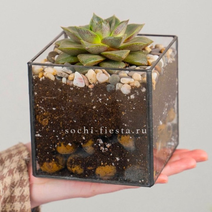 Флорариум Кубик с суккулентом Каменная роза в Новороссийске