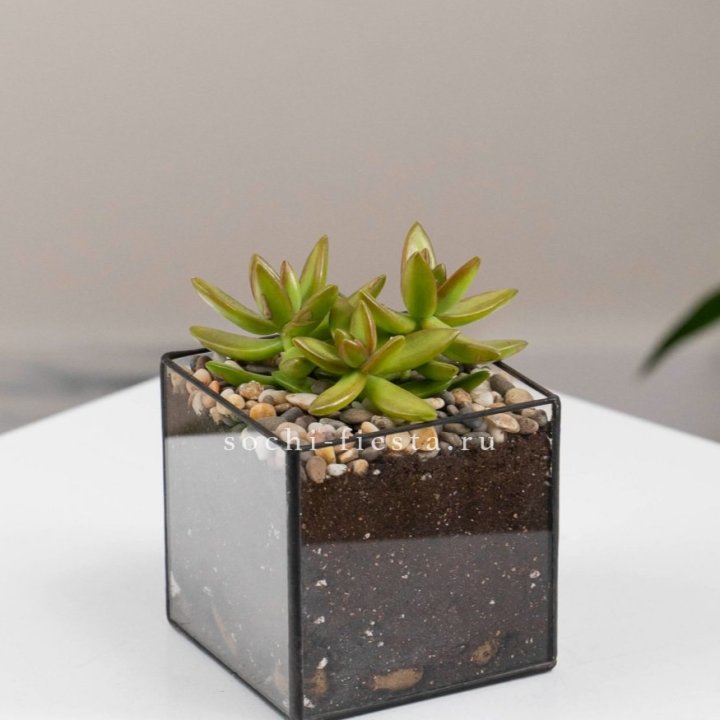 Флорариум Кубик с суккулентом Седум в Новороссийске