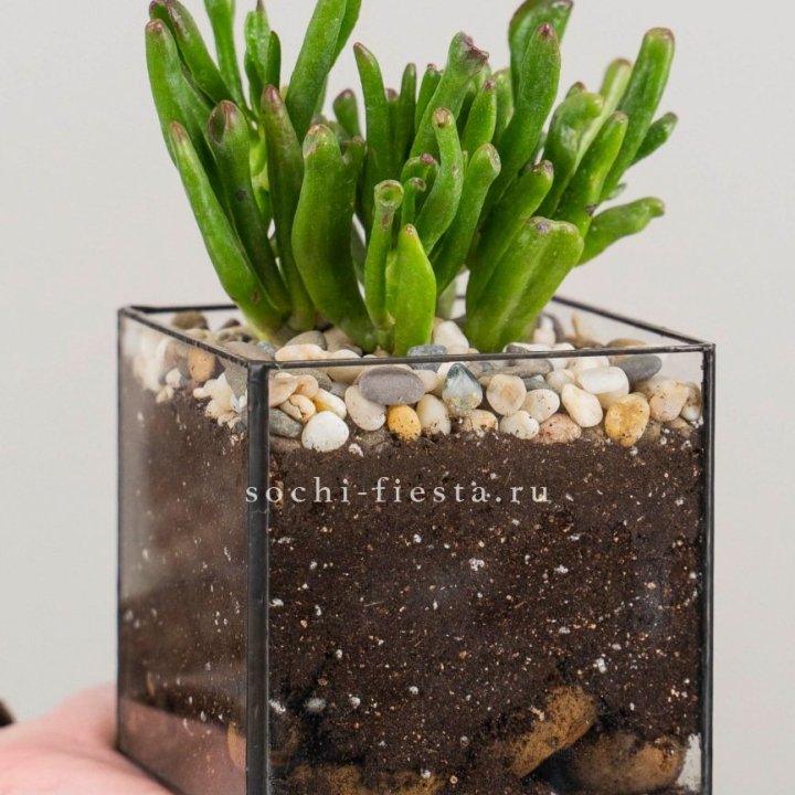 Флорариум Кубик с суккулентом Хоббит в Новороссийске