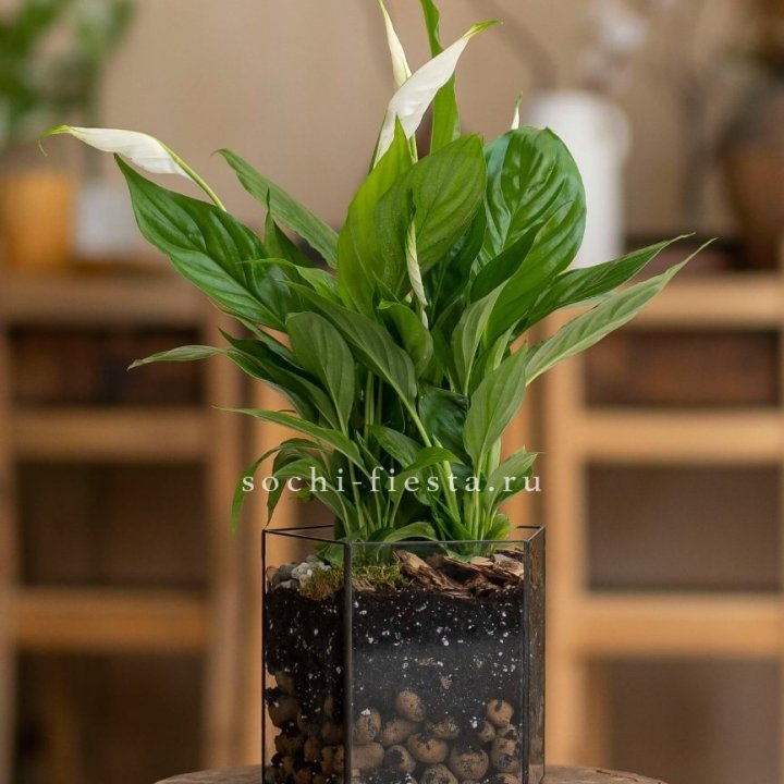Спатифиллум в кашпо Пятиугольник в Новороссийске