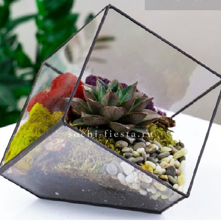 Флорариум Куб усеченный с суккулентом Каменная роза в Новороссийске
