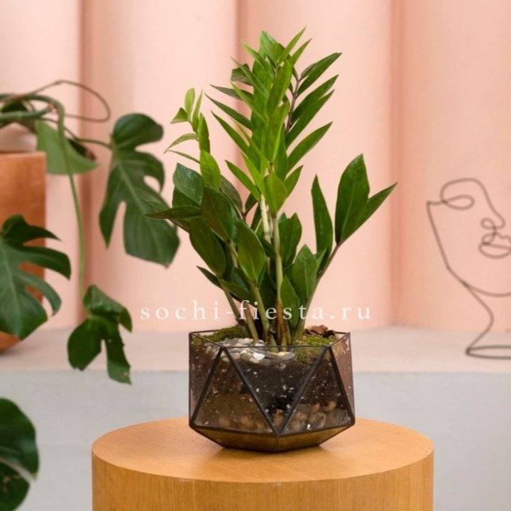 Замиокулькас в кашпо Икосаедр в Новороссийске