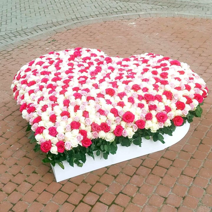 555 роза  в Новороссийске