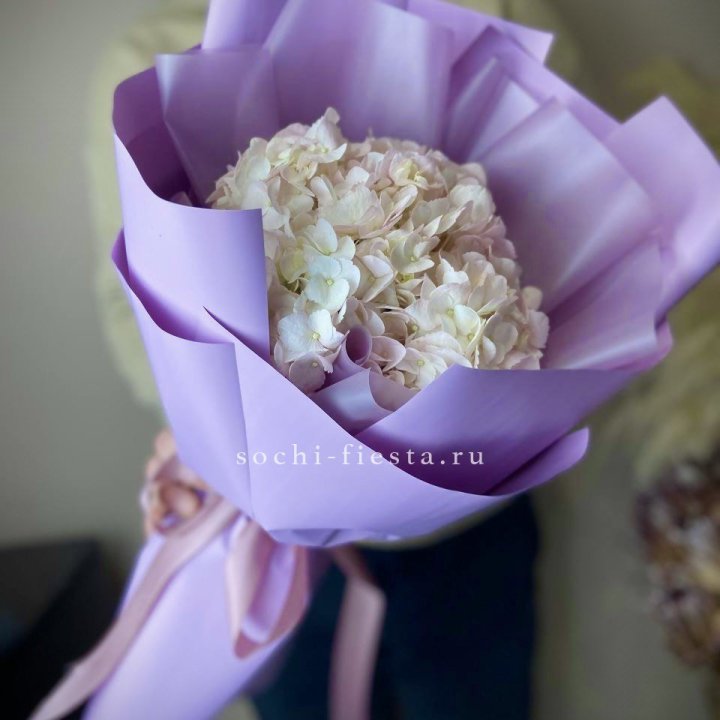 Гортензия розовая в Новороссийске