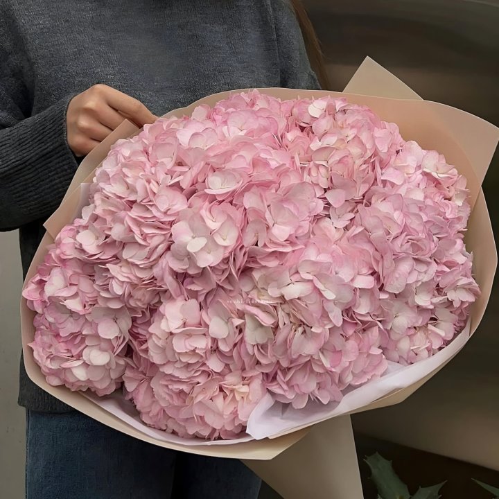 Гортензия  "РОЗЕ" в Новороссийске