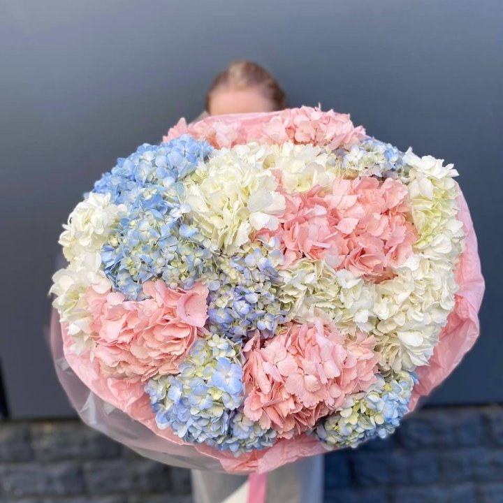 19 гортензий микс в Новороссийске