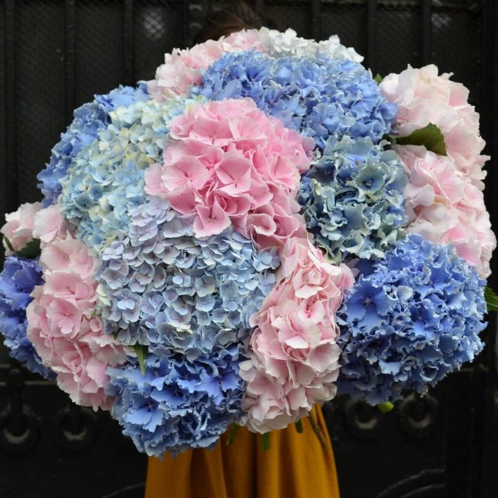 Букет гортензий "Фонтан" в Новороссийске