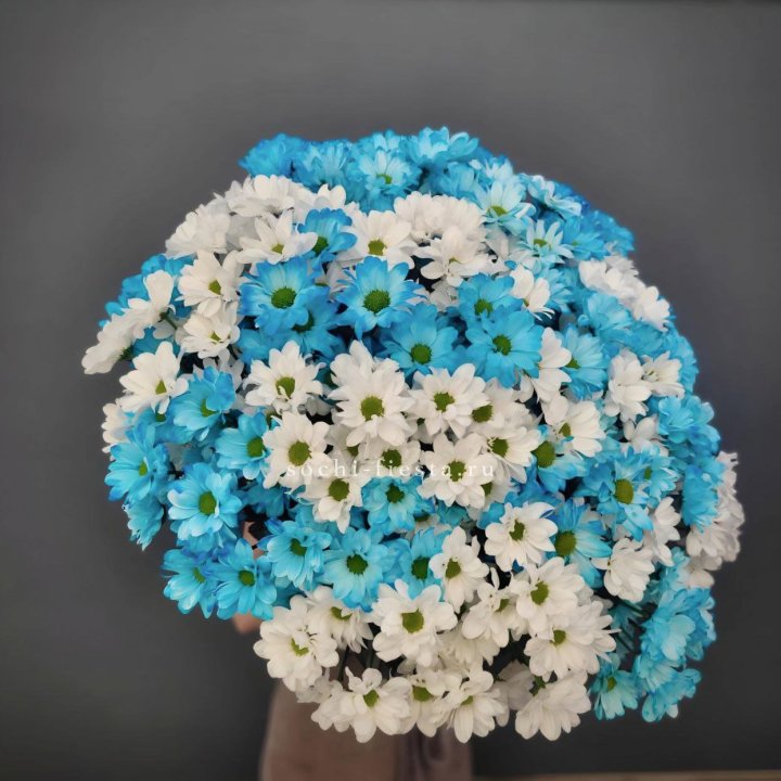  Букет хризантем микс в Новороссийске