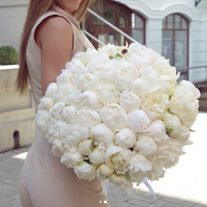 51 белый пион в Новороссийске