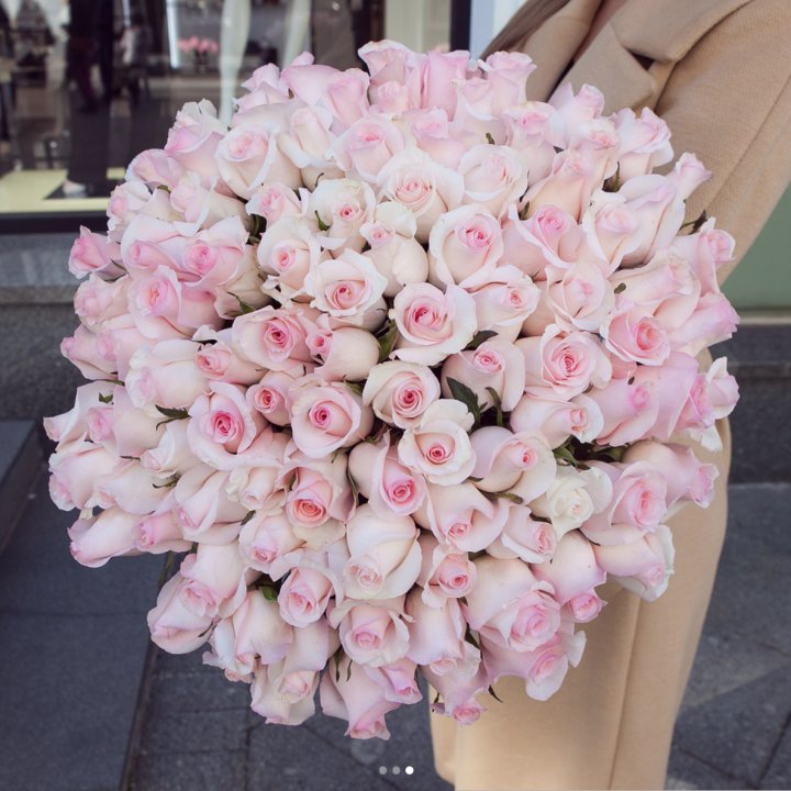 Розы "Пинк бум" в Новороссийске