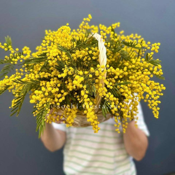 Весенняя корзина мимозы в Новороссийске