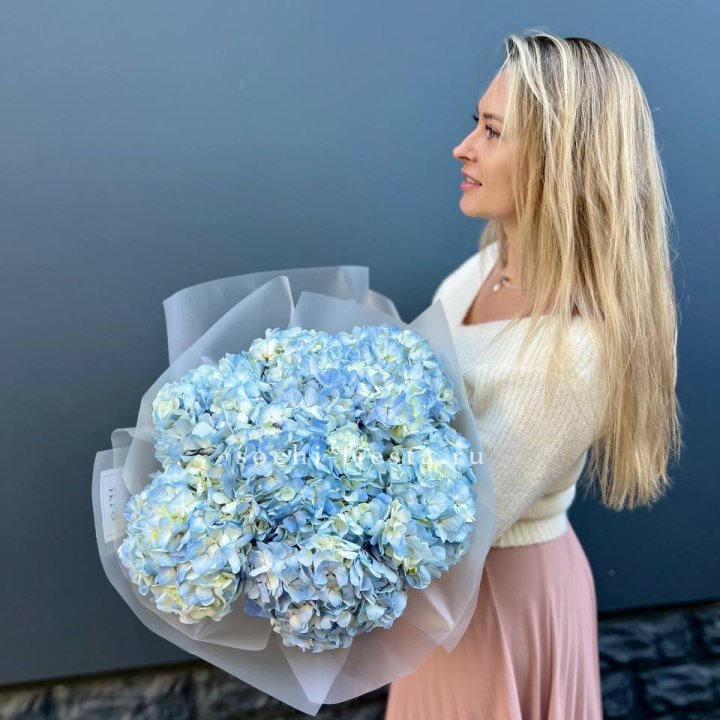 7 голубых гортензий в Новороссийске