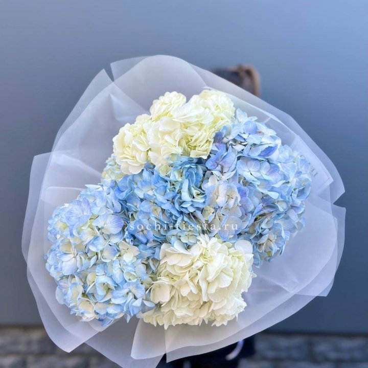 5 бело-голубых гортензий в Новороссийске