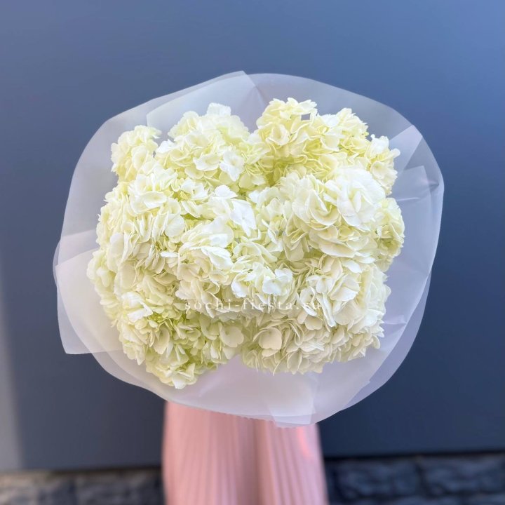 7 белых гортензий в Новороссийске