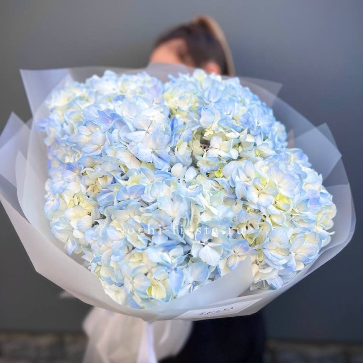 5 голубых гортензий в Новороссийске