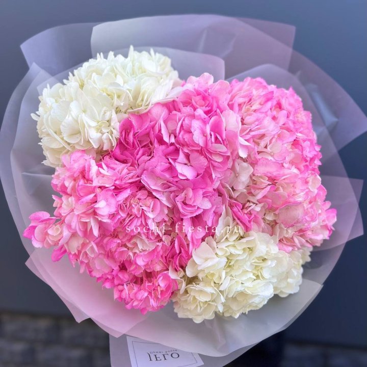 5 бело-розовых гортензий в Новороссийске