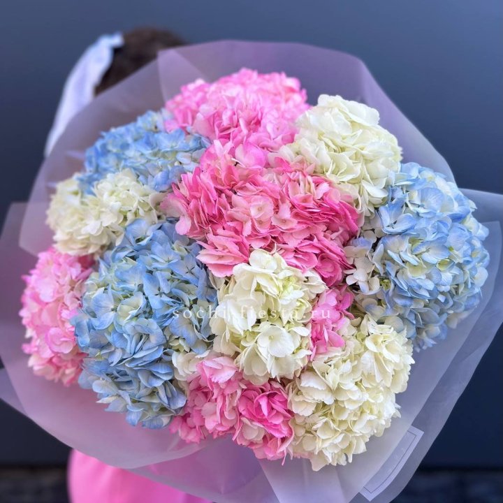 11 гортензий микс в Новороссийске