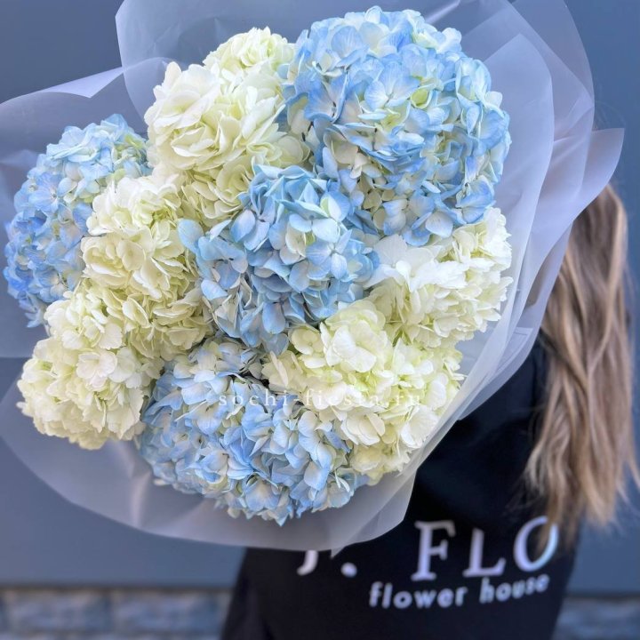 9 бело-голубых гортензий в Новороссийске