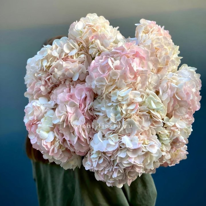 Охапка розовой гортензии в Новороссийске