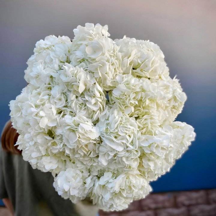 Охапка белой гортензии в Новороссийске