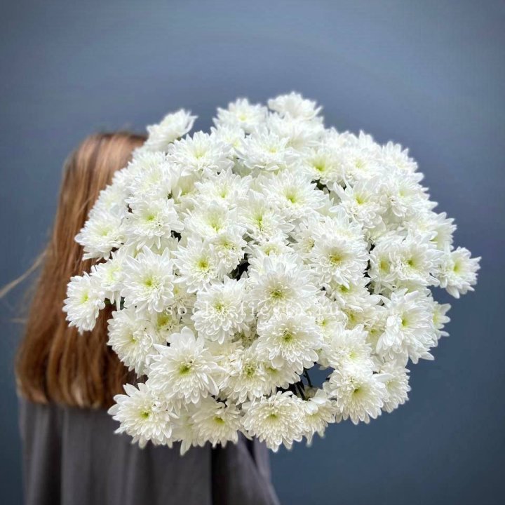 Охапка Хризантемы кустовой в Новороссийске