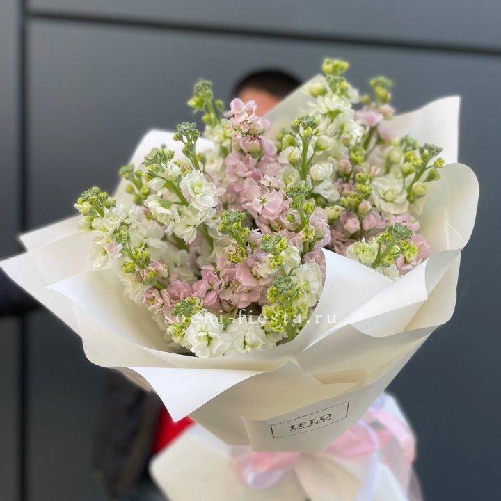 29 маттиол  в Новороссийске