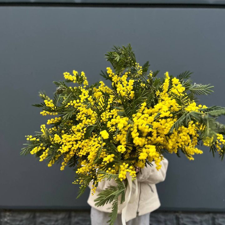 Охопка мимозы в Новороссийске