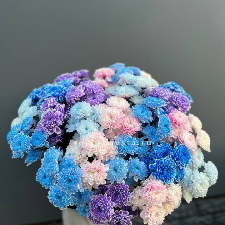 25 цветных хризантем в Новороссийске