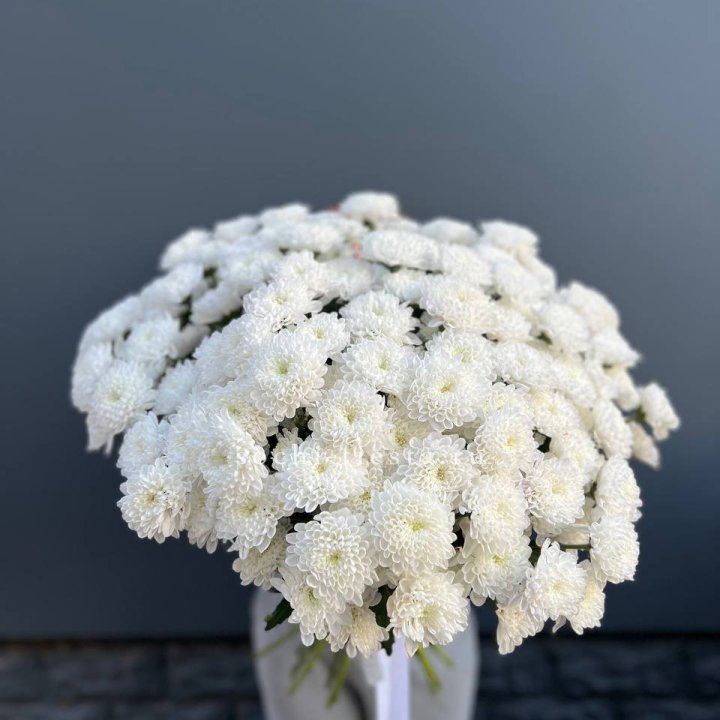  25 хризантем белых в Новороссийске