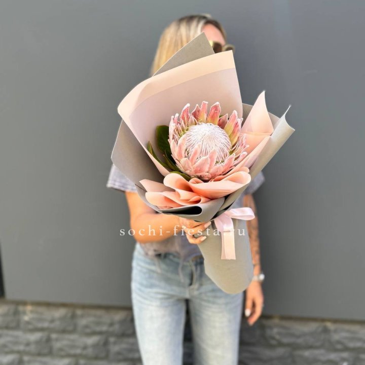 Протея мини  в Новороссийске