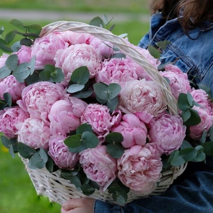 51 пион в корзине в Новороссийске