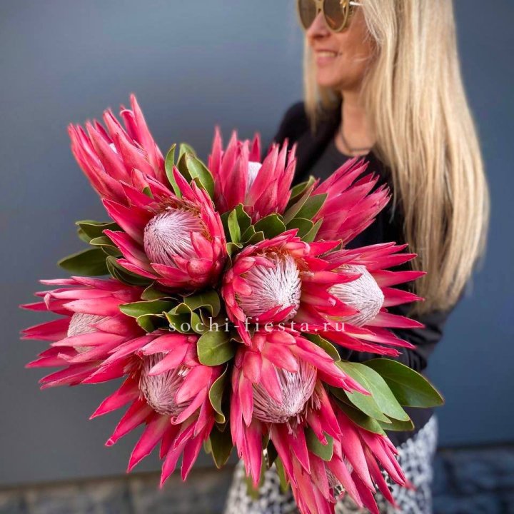 Протея штучно в Новороссийске