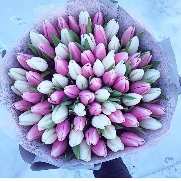 101 тюльпан "Лолипоп" в Новороссийске