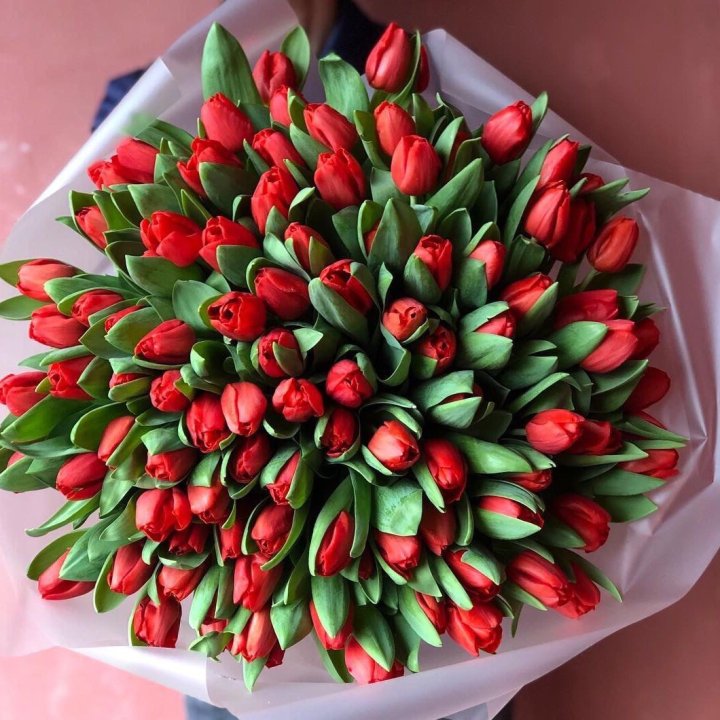 101 красный тюльпан в Новороссийске